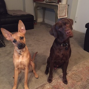 Team Page: The Woofpack